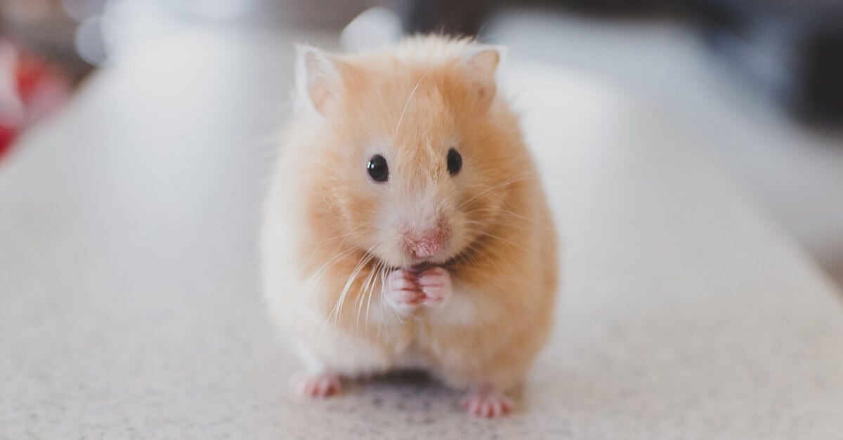 The Truth About Hamsters and Gerbils PETA Kids