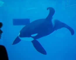 8 Shocking Facts About SeaWorld | Save Animals | PETA Kids