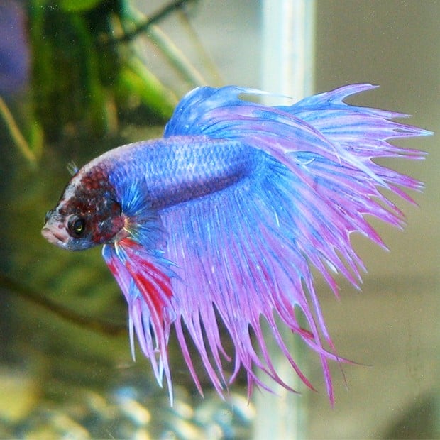 The Shocking Truth About Betta Fish