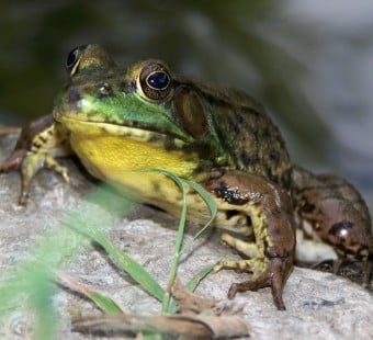 a frog on a rock