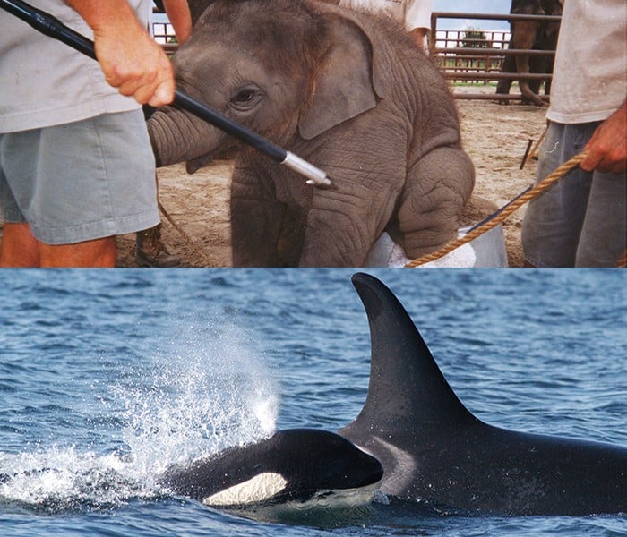 Baby-Elephant-Trick-and-Mom-and-Baby-Orca