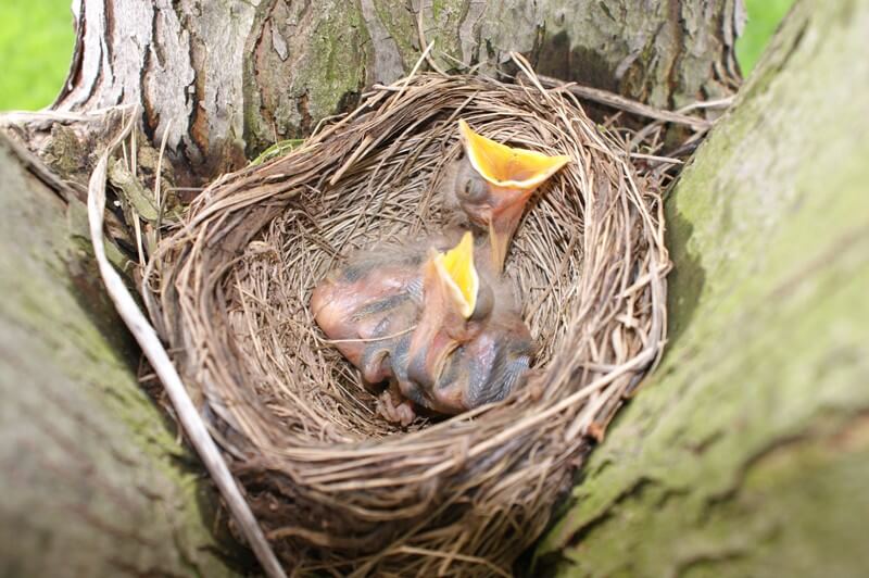 How to Save Baby Birds, Action