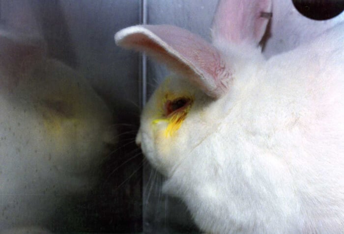 animal experimentation rabbits