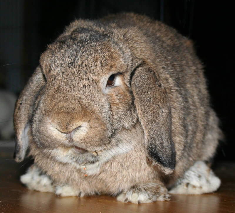 9 Reasons Why You Shouldn T Buy A Bunny Save Animals Peta Kids