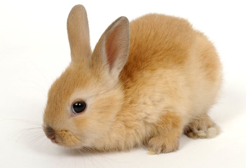 cute pet bunny