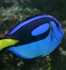 regal tang fish finding dory