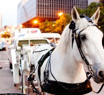 horse pulling horse-drawn carriage