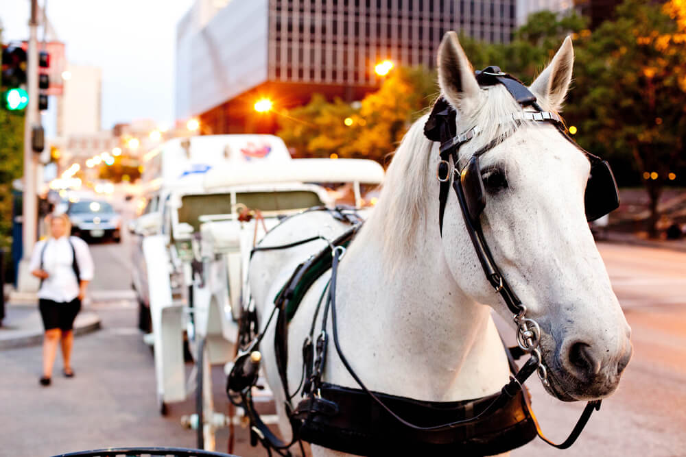6 reasons why I refuse to take my son on a horse-drawn carriage