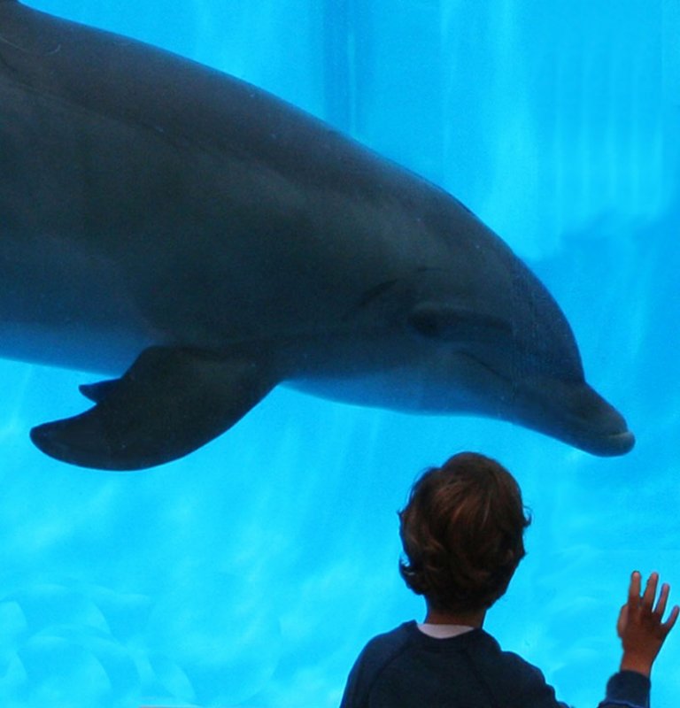 Dolphins Are Being Freed to the First U.S. Sea Sanctuary | PETA Kids