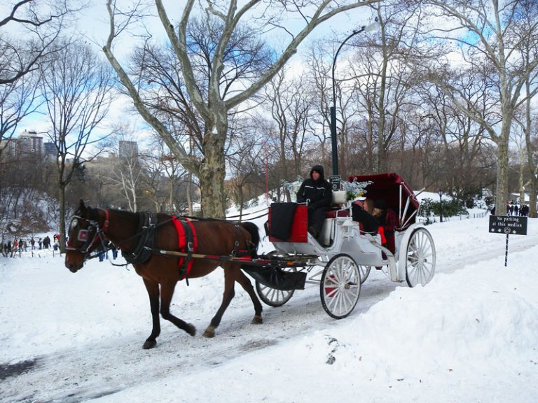 8 Reasons Why Horse-Drawn Carriages Are Just Plain Wrong | PETA Kids