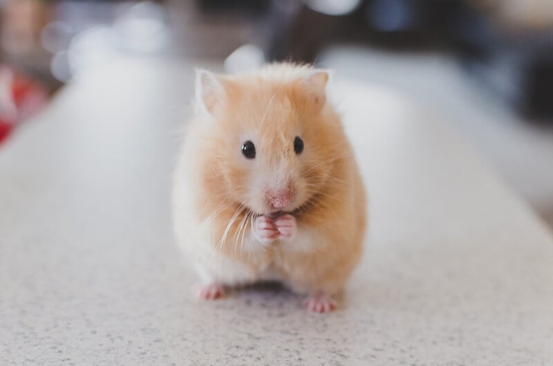 siberian hamster