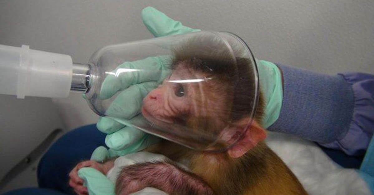 funny animal experiments