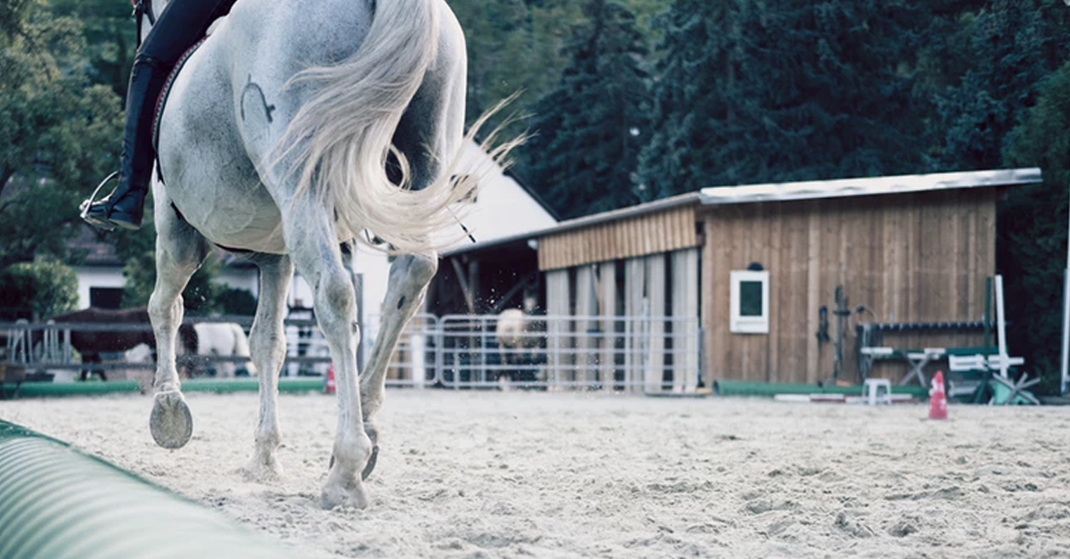 how-does-peta-kids-feel-about-horseback-riding-peta-kids