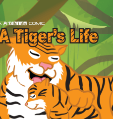 ‘A Tiger’s Life’ Comic Book