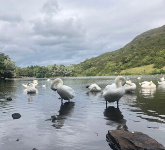 Swans at the lake