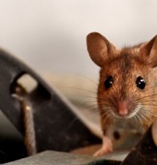 brown mouse