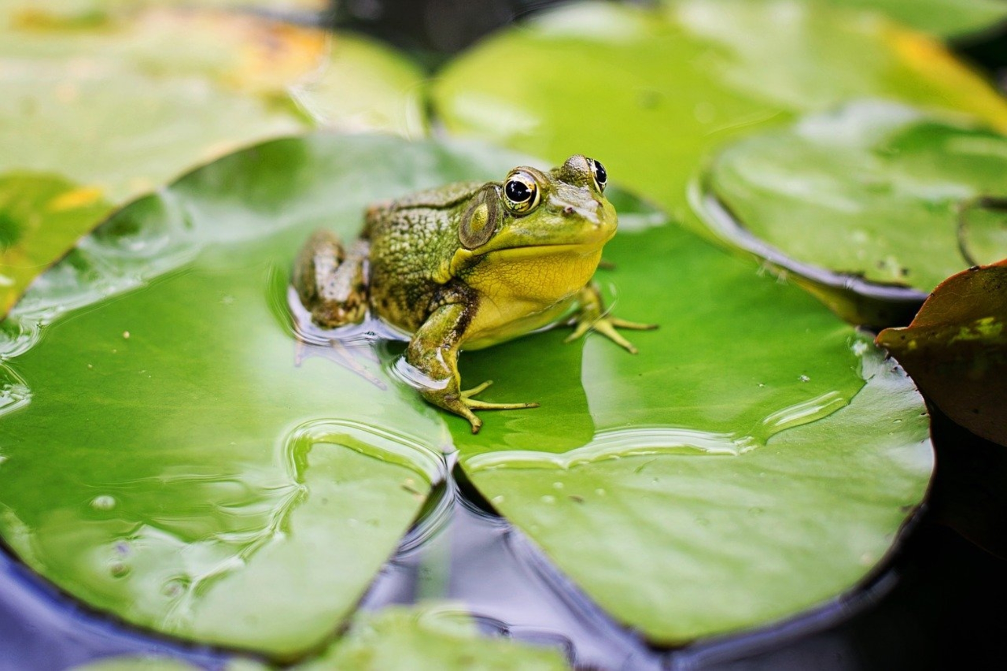 the-truth-about-frogs-killed-for-dissection-animals-used-for