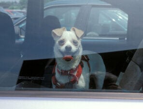 dog in hot car