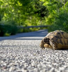 a turtle crossing a road