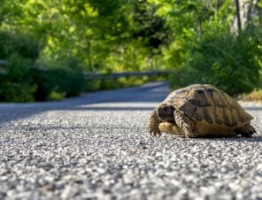 a turtle crossing a road