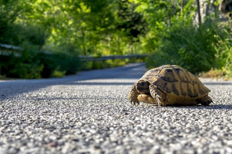 A Group of Boys Helps Turtles Cross the Road | PETA Kids