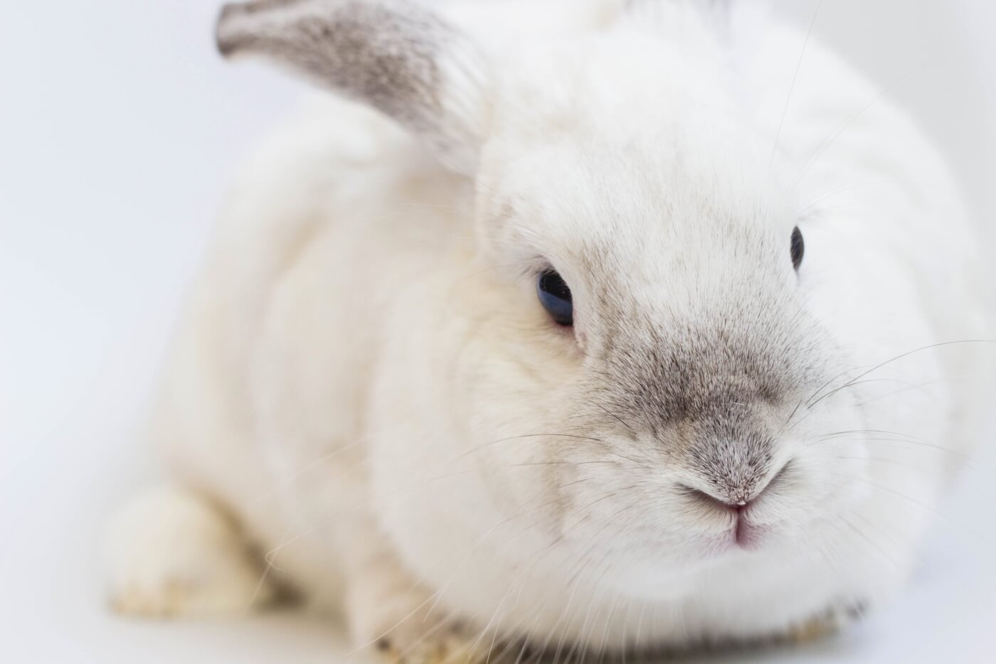 New bunny! His eyes are bad : r/Rabbits