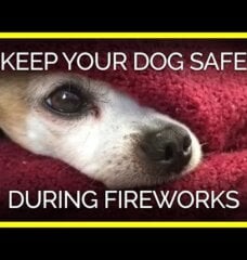 white and brown dog hidden under a red blanket with only their face sticking out. The text reads: Keep your dog safe during fireworks