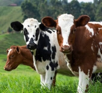 group of cows in a green field looking at the camera.