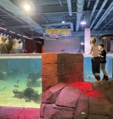 Kids unsupervised at a SeaQuest touch tank