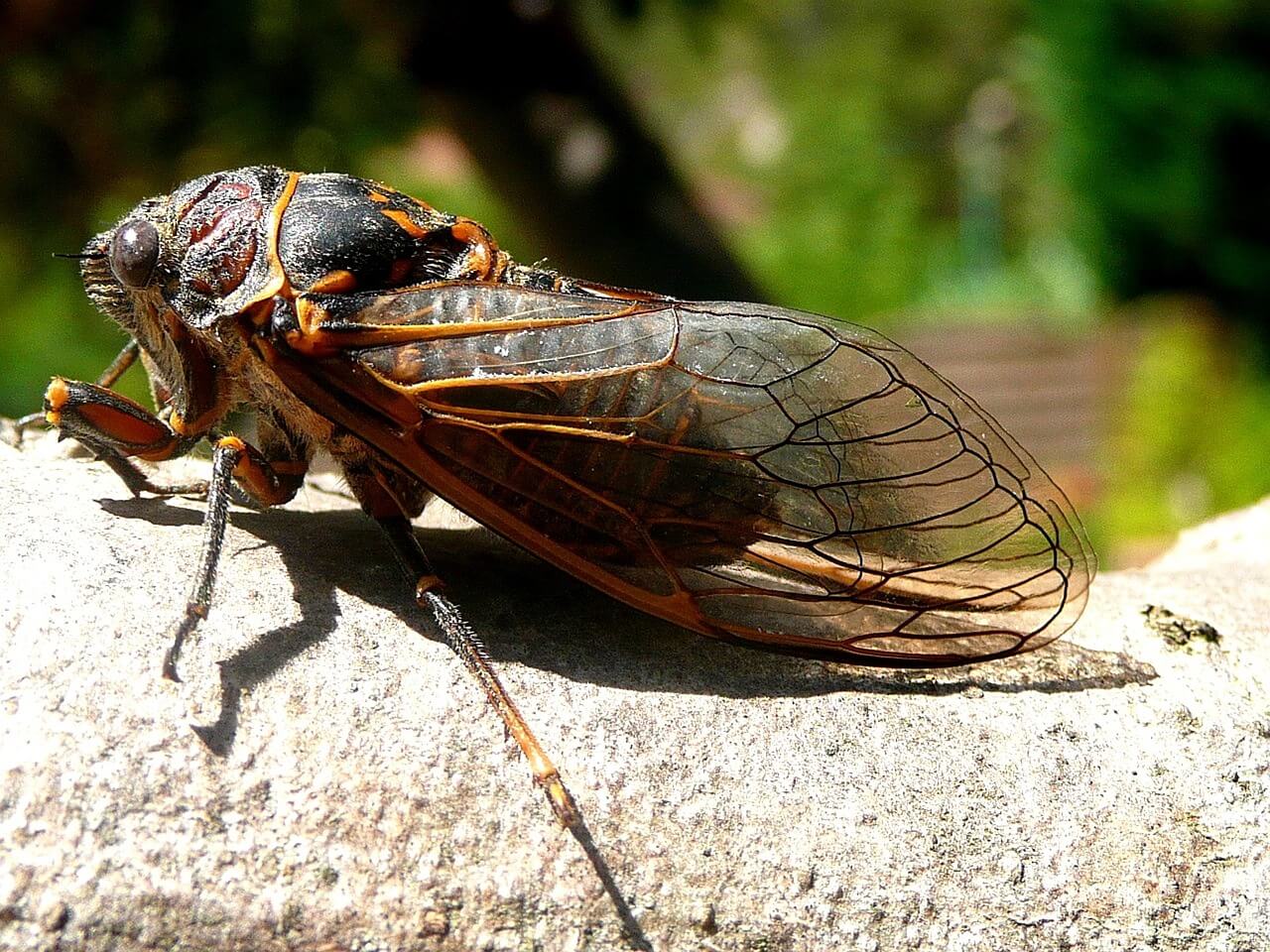 large cicada on a tree in daylight