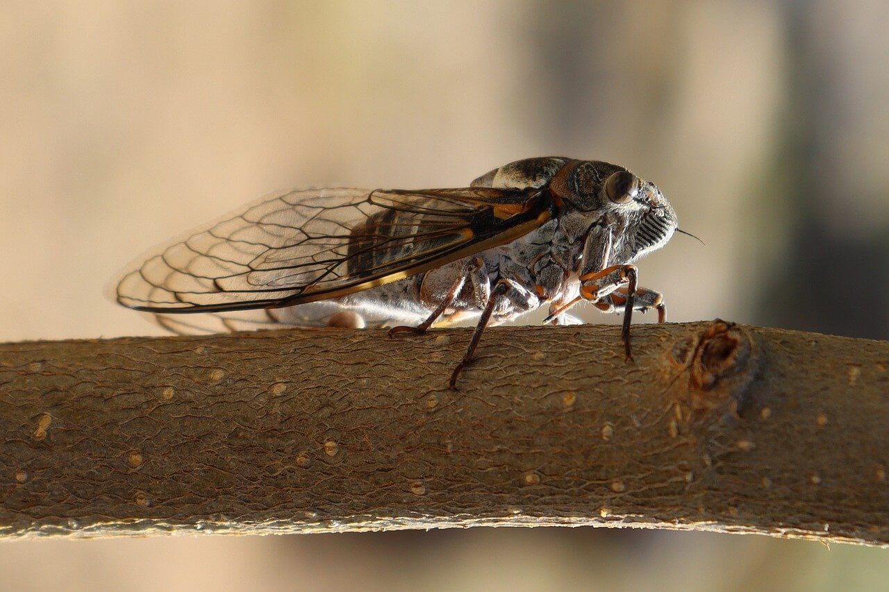 cicada on a tree stump