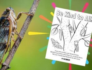 Show Cicadas Kindness With This Free Coloring Sheet