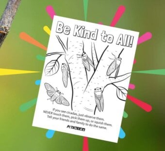 cicada on a branch with an image of the PETA Kids cicada coloring sheet showing