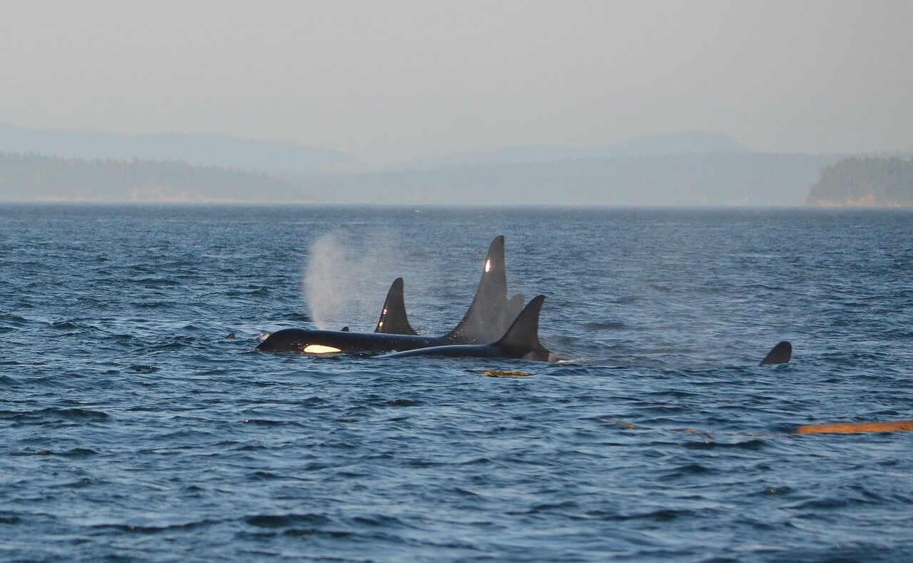 pod of orcas swimming together in the ocean.