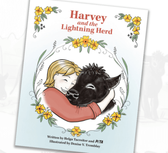 Harvey and the Lightning Herd Front Book Cover