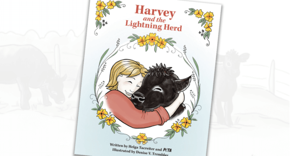 Harvey and the Lightning Herd Front Book Cover