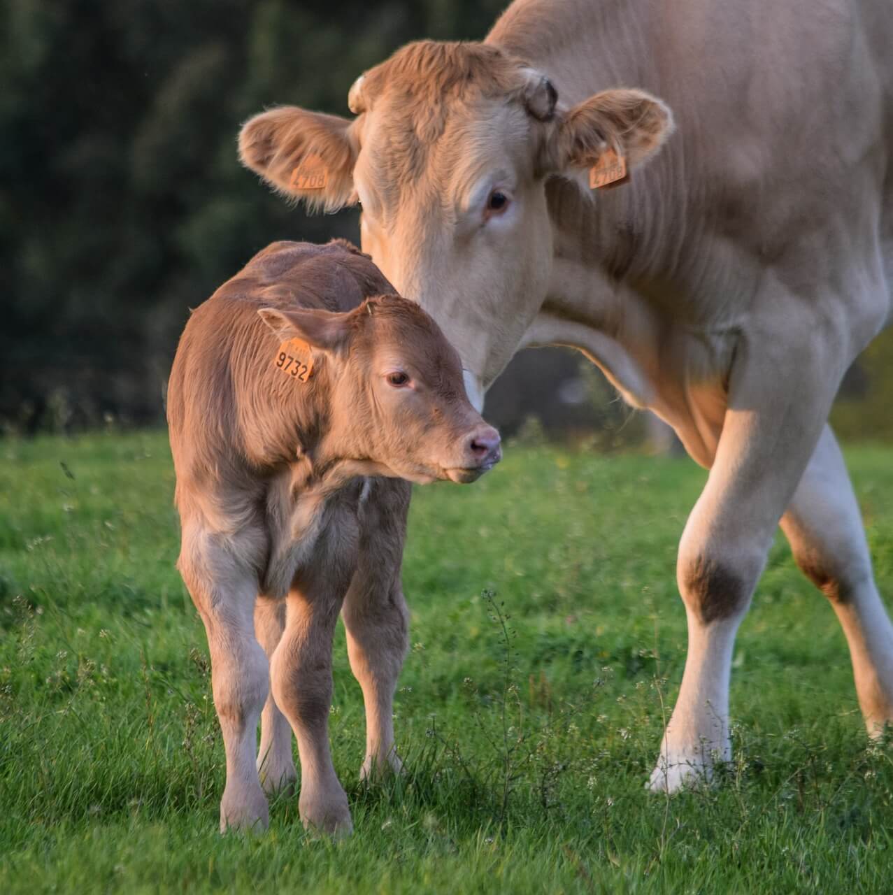 mom cow and her calf on a green pasture