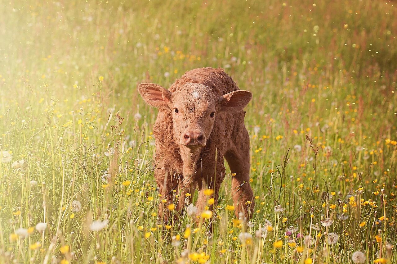 brown calf in a green field with yellow flowers staring at the camera.