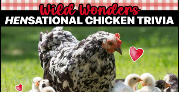 Wild Wonders Chicken Kahoot Quiz Game Thumbnail