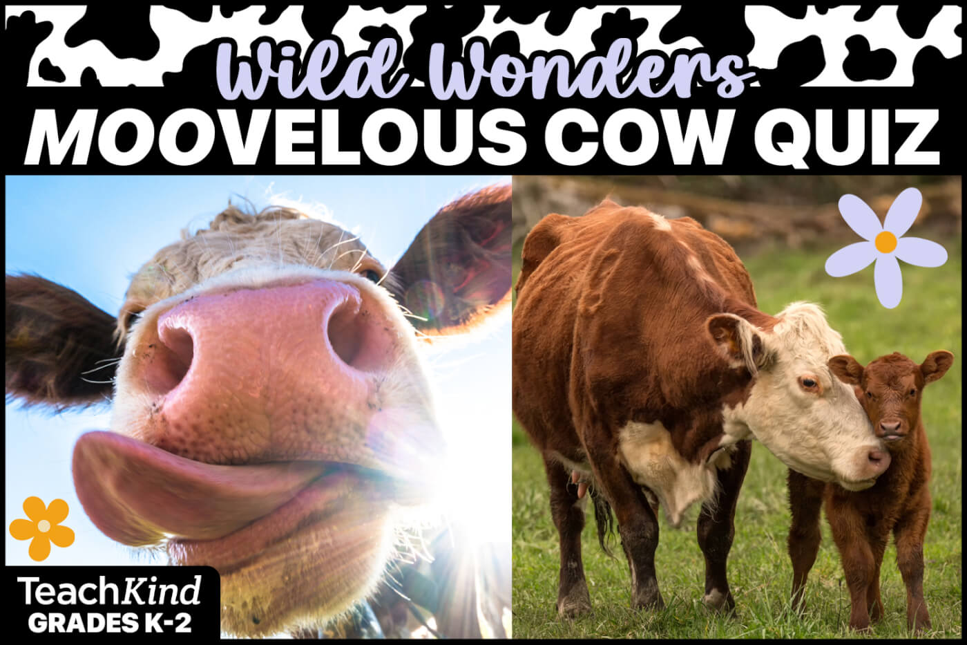 1 / 1 – Wild Wonders Cow Kahoot Quiz Game Thumbnail
