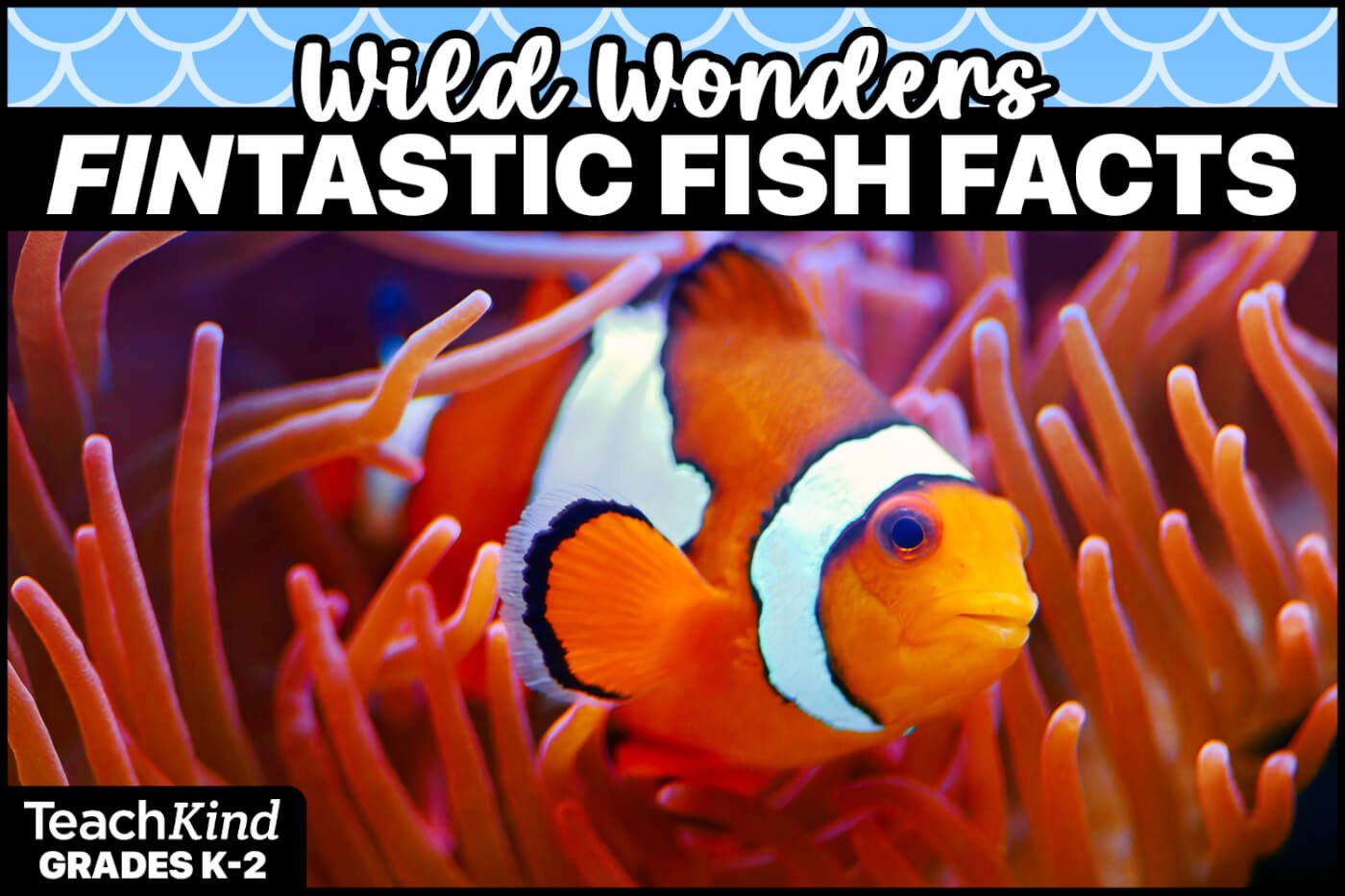 Wild Wonders Fish Kahoot Thumbnail 
